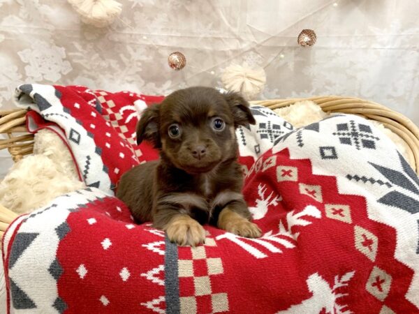 Chihuahua-DOG-Male-Chocolate / Tan-14583-Petland Chillicothe, Ohio