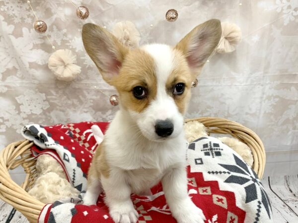 Pembroke Welsh Corgi-DOG-Female-Sable / White-14582-Petland Chillicothe, Ohio
