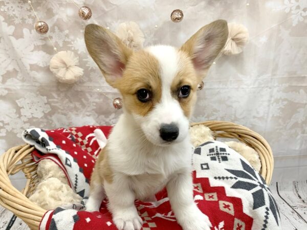 Pembroke Welsh Corgi DOG Female Sable / White 14582 Petland Chillicothe, Ohio