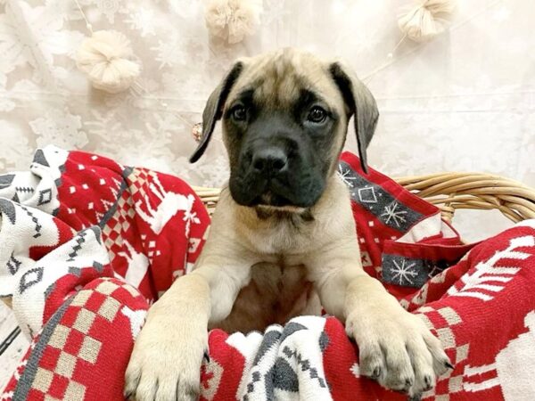 Mastiff DOG Female Fawn 14581 Petland Chillicothe, Ohio