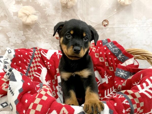Rottweiler-DOG-Male-Blk and Tn-14580-Petland Chillicothe, Ohio