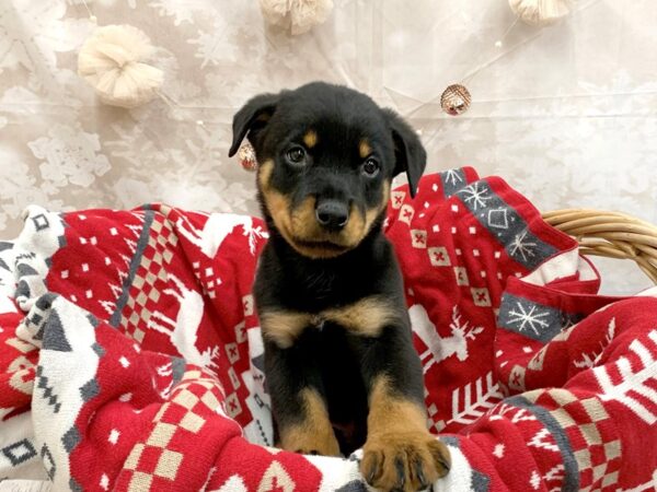 Rottweiler DOG Male Blk and Tn 14580 Petland Chillicothe, Ohio