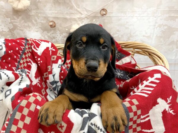 Rottweiler DOG Male Blk and Tn 14579 Petland Chillicothe, Ohio