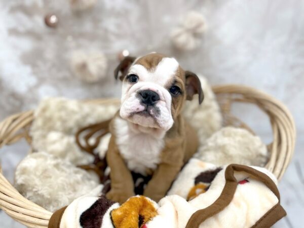 Bulldog DOG Male Red 14596 Petland Chillicothe, Ohio