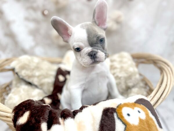 French Bulldog-DOG-Male-Blue Fawn-14597-Petland Chillicothe, Ohio