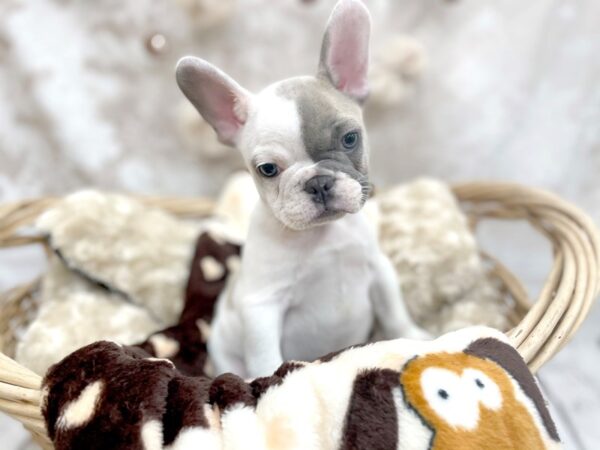 French Bulldog DOG Male Blue Fawn 14597 Petland Chillicothe, Ohio