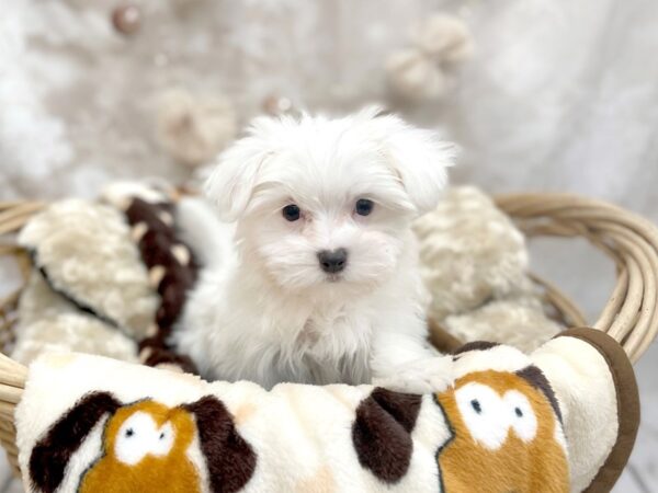 Maltese DOG Female White 14598 Petland Chillicothe, Ohio