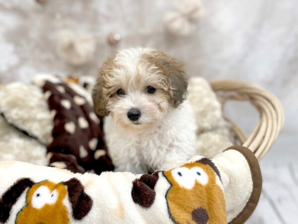 Bichapoo DOG Male Red Sable 14600 Petland Chillicothe, Ohio