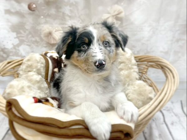 Australian Shepherd/ Border Collie DOG Female Bl Mrl 14601 Petland Chillicothe, Ohio