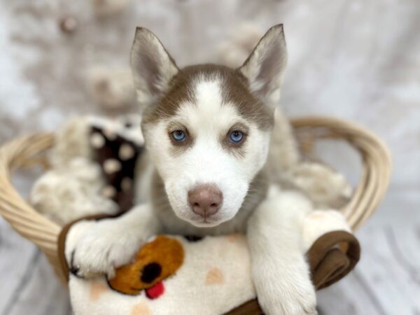 Siberian Husky DOG Male Red and Wh 14602 Petland Chillicothe, Ohio