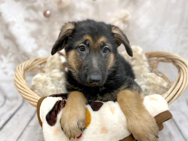 German Shepherd DOG Female Blk & Tn 14603 Petland Chillicothe, Ohio