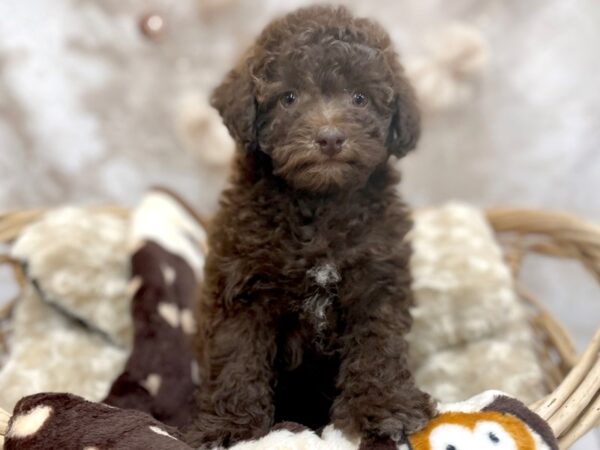 Bichonpoo DOG Female Chlt 14604 Petland Chillicothe, Ohio