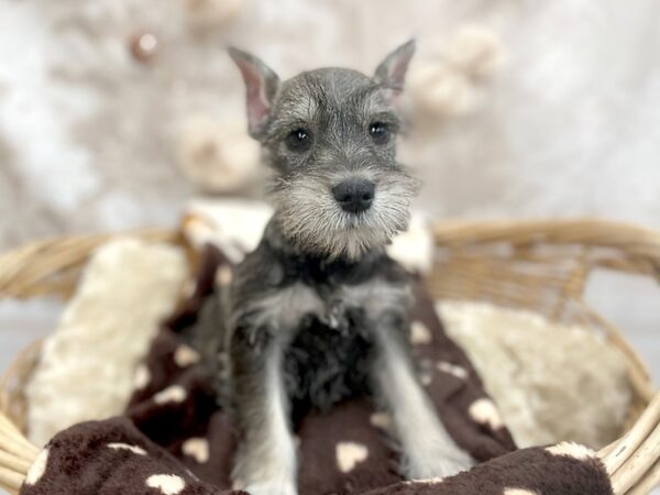 Miniature Schnauzer-DOG-Male-Salt / Pepper-14606-Petland Chillicothe, Ohio