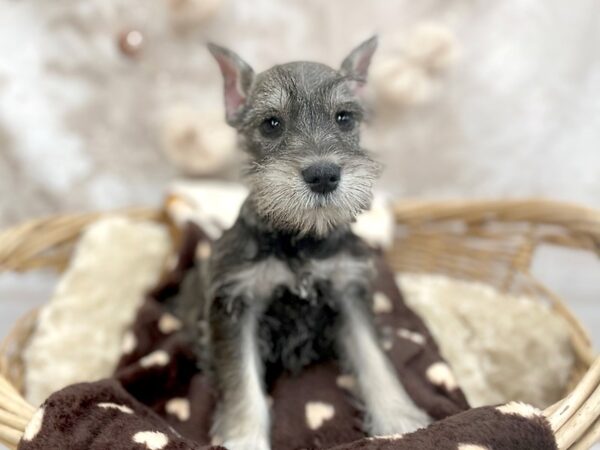 Miniature Schnauzer DOG Male Salt / Pepper 14606 Petland Chillicothe, Ohio