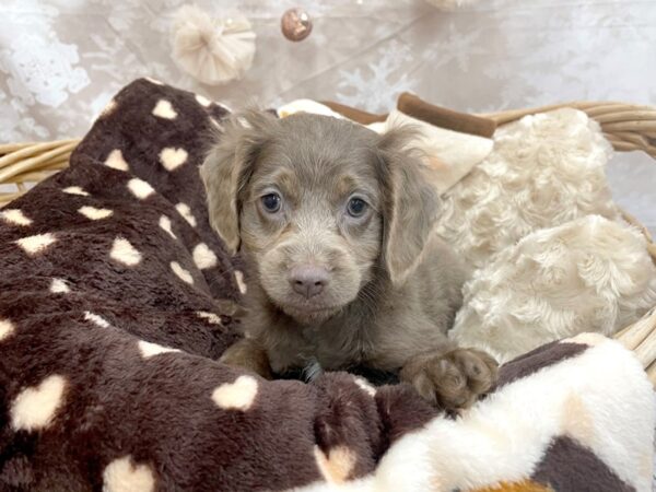 Cockalier DOG Male Chocolate / Tan 14607 Petland Chillicothe, Ohio