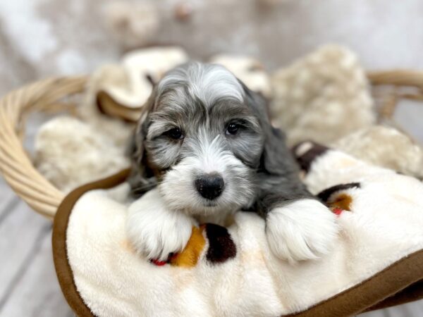 Mini Bernadoodle-DOG-Male-Bl Mrl-14610-Petland Chillicothe, Ohio