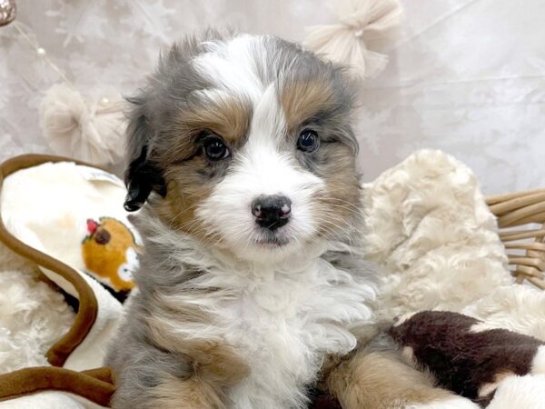 Mini Bernedoodle DOG Female Bl Mrl & Tn 14609 Petland Chillicothe, Ohio