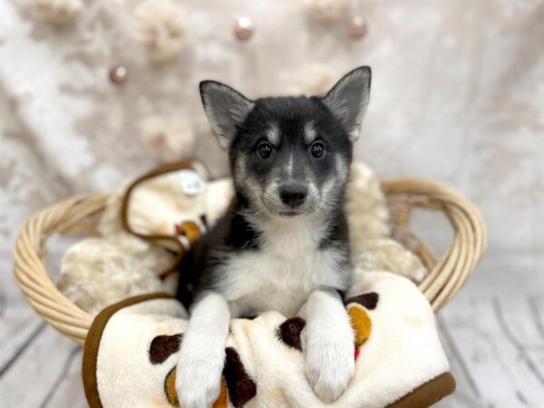 Pomsky DOG Male Blk & Tn 14608 Petland Chillicothe, Ohio