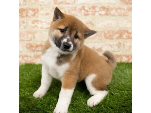 Shiba Inu DOG Female Red Sesame 14663 Petland Chillicothe, Ohio