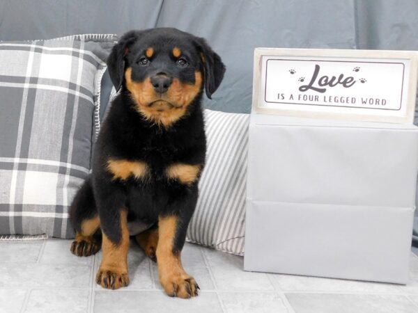 Rottweiler DOG Female Black / Rust 14665 Petland Chillicothe, Ohio
