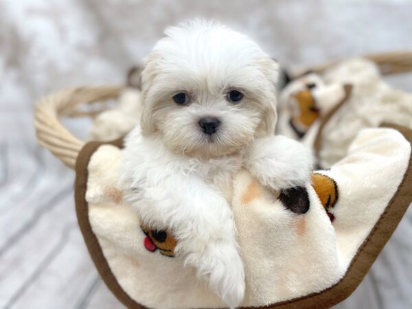 Shih Tzu-DOG-Male-White / Cream-14618-Petland Chillicothe, Ohio