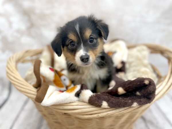 Miniature American Shepherd DOG Female Black / White 14617 Petland Chillicothe, Ohio