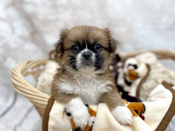 Pekingese DOG Female 14614 Petland Chillicothe, Ohio