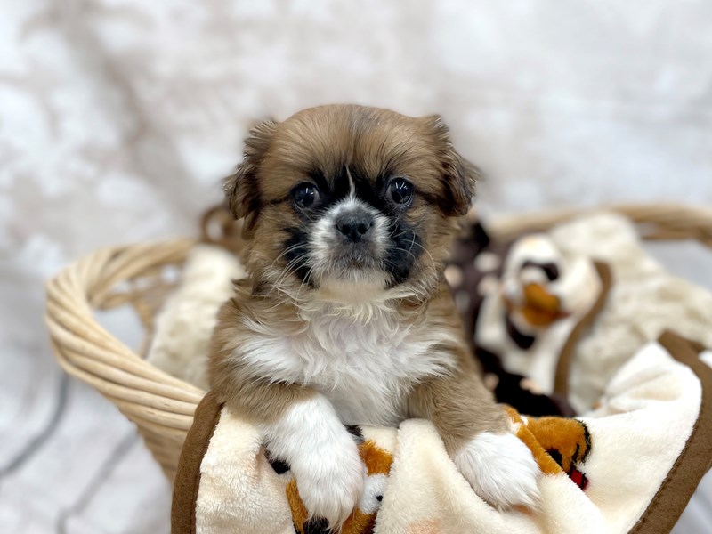 Pekingese Puppy ID:14614 Located at Petland Chillicothe, Ohio