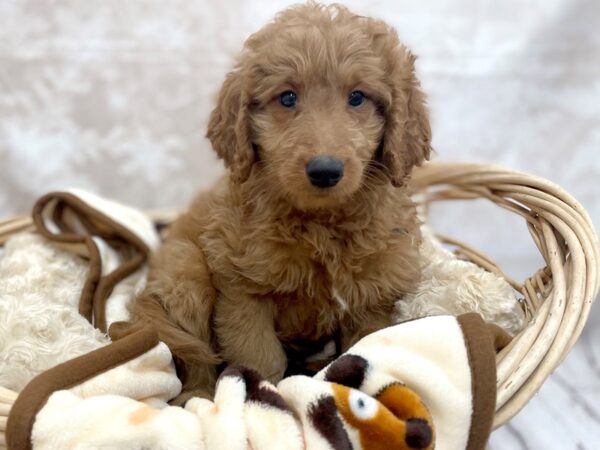 Poodle/Golden Retriever-DOG-Female-Red-14612-Petland Chillicothe, Ohio