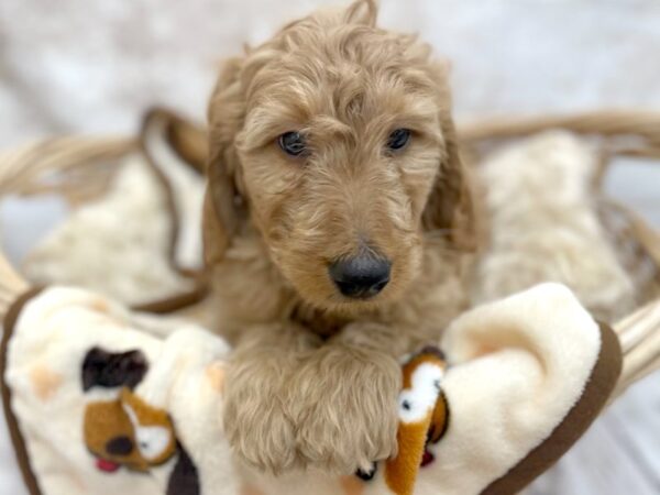 Poodle/Golden Retriever DOG Male Red 14613 Petland Chillicothe, Ohio