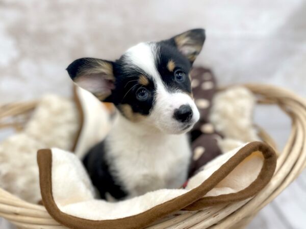 Pembroke Welsh Corgi DOG Female Tri-Colored 14615 Petland Chillicothe, Ohio