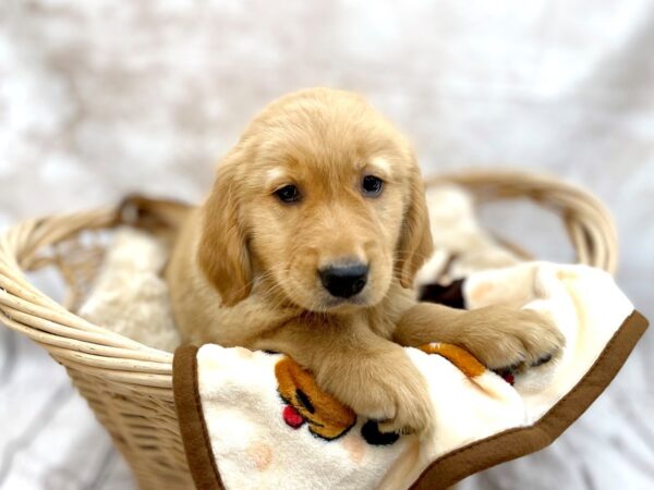 Golden Retriever DOG Female Golden 14620 Petland Chillicothe, Ohio