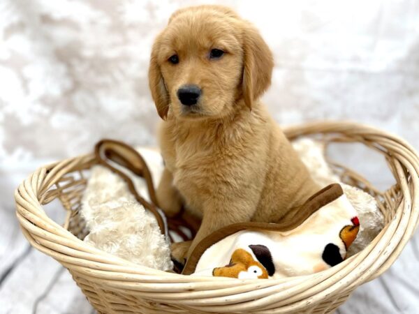 Golden Retriever DOG Male Golden 14621 Petland Chillicothe, Ohio