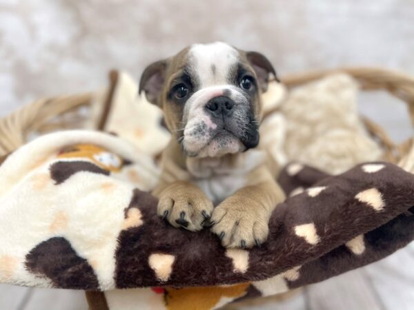 Bulldog DOG Male Fawn 14622 Petland Chillicothe, Ohio