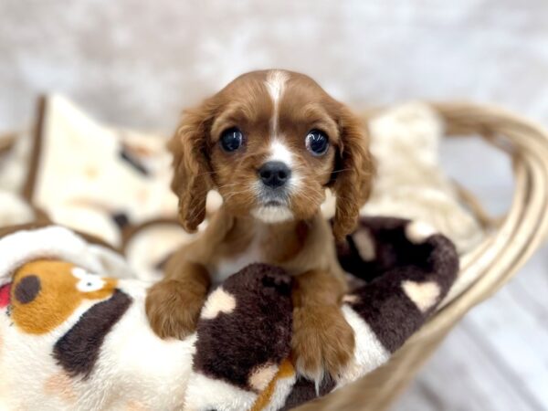 Cavalier King Charles Spaniel DOG Female Ruby 14623 Petland Chillicothe, Ohio