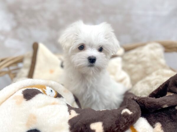 Maltese DOG Male White 14624 Petland Chillicothe, Ohio
