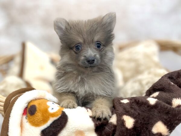 Pomeranian DOG Male Wolf Sable 14625 Petland Chillicothe, Ohio