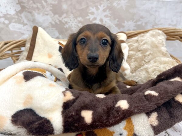 Dachshund-DOG-Female-Wldbr-14627-Petland Chillicothe, Ohio