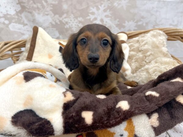 Dachshund DOG Female Wldbr 14627 Petland Chillicothe, Ohio