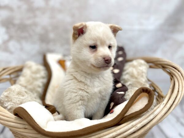 Shiba Inu DOG Male Cream 14628 Petland Chillicothe, Ohio
