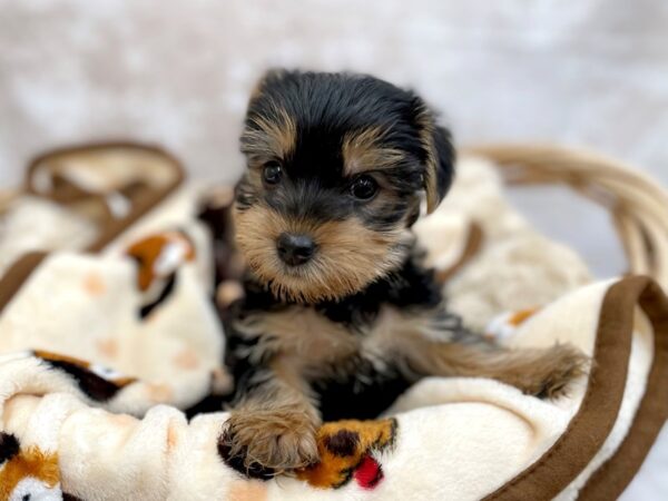 Yorkshire Terrier DOG Male Black / Tan 14635 Petland Chillicothe, Ohio