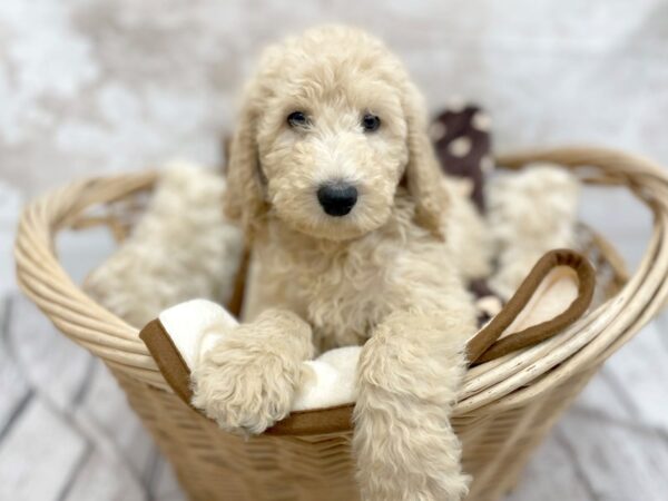 Poodle-DOG-Male-Apricot-14634-Petland Chillicothe, Ohio