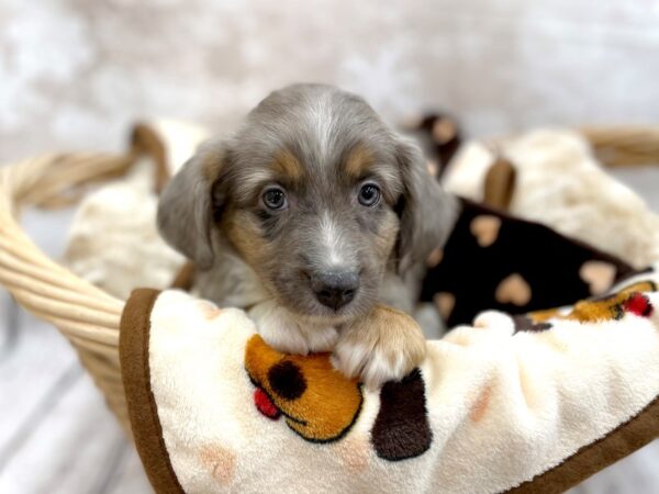 Miniature Australian Shepherd DOG Male BLUE MERLE 14632 Petland Chillicothe, Ohio