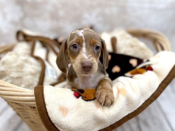 Dachshund DOG Female DAPPLE 14631 Petland Chillicothe, Ohio
