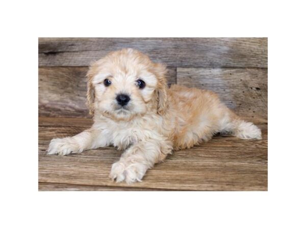 Cavachon-DOG-Female-Blenheim-14645-Petland Chillicothe, Ohio