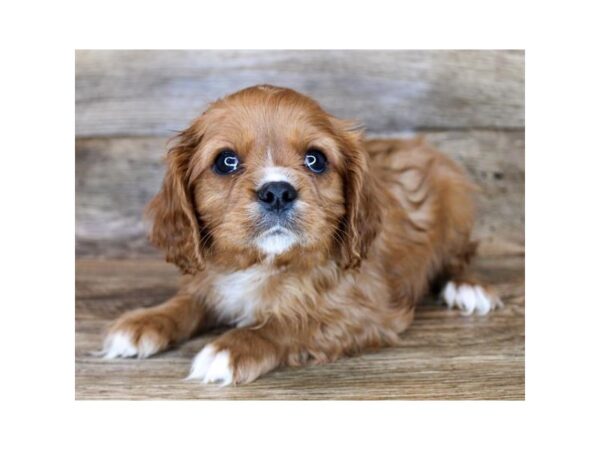 Cavalier King Charles Spaniel DOG Male Ruby 14642 Petland Chillicothe, Ohio