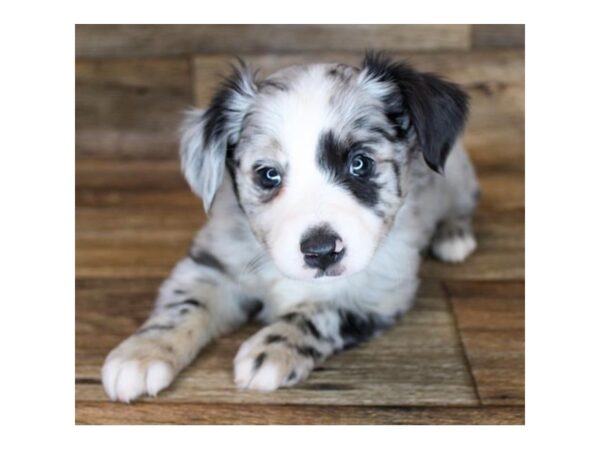 Toy Australian Shepherd DOG Male Blue Merle 14644 Petland Chillicothe, Ohio