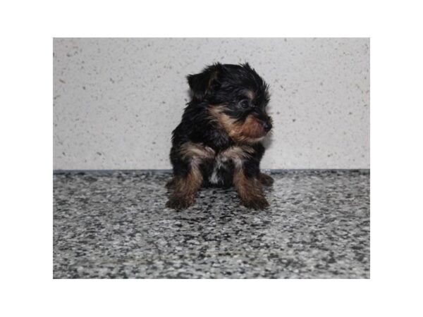 Yorkshire Terrier DOG Female Black / Tan 14646 Petland Chillicothe, Ohio