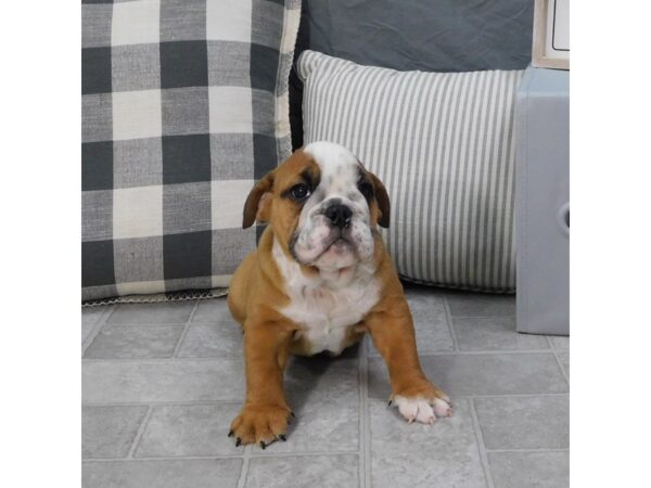 Bulldog DOG Female Red 14664 Petland Chillicothe, Ohio