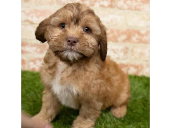 Cock A Poo-DOG-Male-Apricot-14660-Petland Chillicothe, Ohio